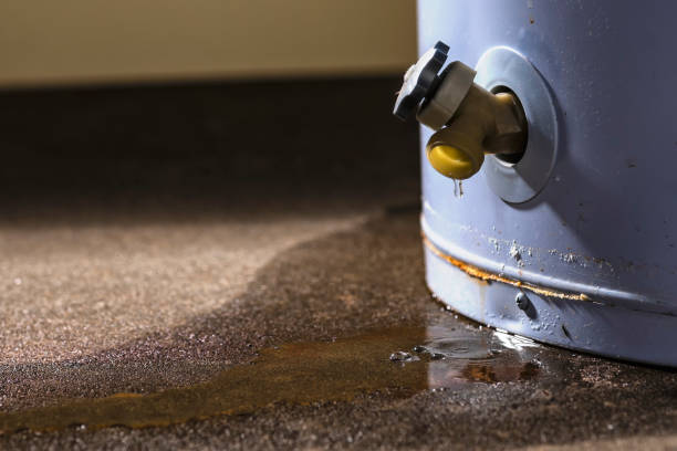 Best Water damage repair service  in Forest Lake, MN