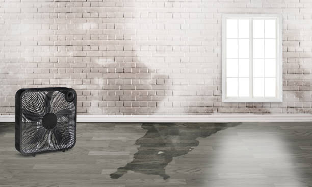 Best Water damage contractors near me  in Forest Lake, MN